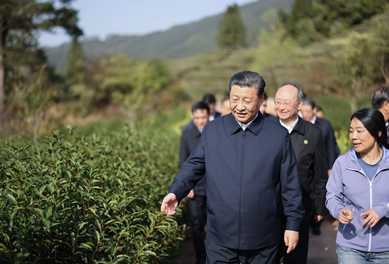 3月22日至25日，中共中央總書記、國家主席、中央軍委主席習近平在福建考察。這是22日下午，習近平在南平武夷山市星村鎮燕子窠生態茶園，察看春茶長勢，了解當地茶產業發展情況。新華社記者 王曄 攝